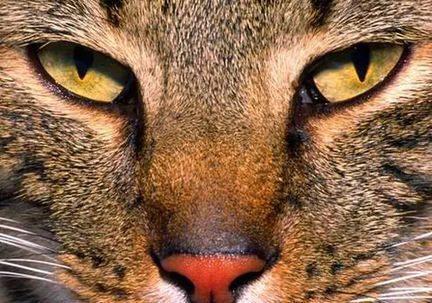 VAMPIRI ENERGETICI | Care sunt trăsăturile unui animal–vampir? 