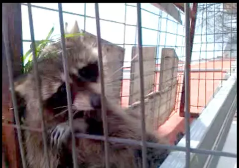 Animal rar, salvat din gura maidanezilor la Constanţa