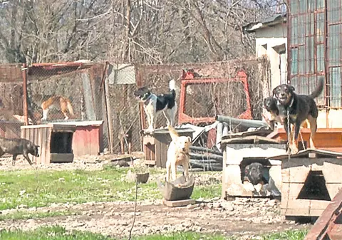 Scandal din cauza maidanezilor! 50 de câini s-au pripăşit în curtea unei instituţii!