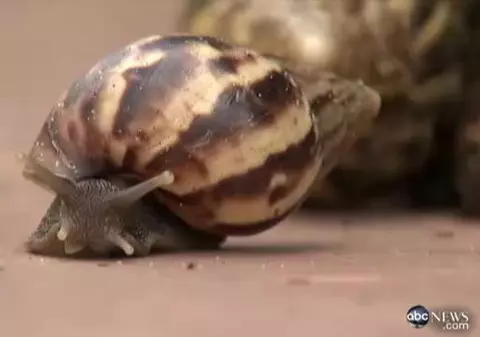 Statul american Florida, invadat de melci uriași - VIDEO