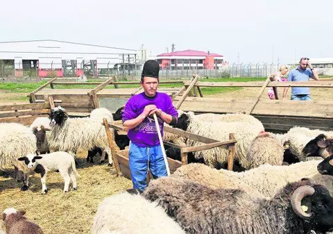 E oficial! Mielul va fi mai scump anul acesta