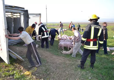 Un TIR cu 900 de porci din Olanda s-a răsturnat în judeţul Suceava