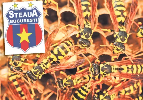 Cuibul de viespi! Arestarea lui Gigi Becali deschide lupta pentru putere la Steaua, cel mai important club de fotbal al României