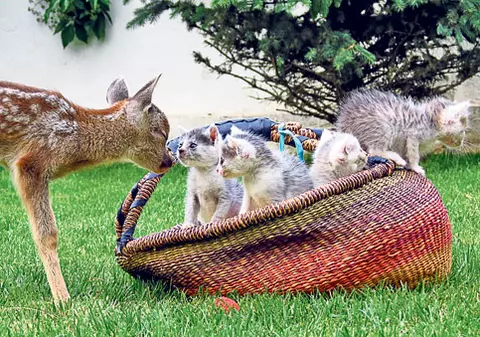 Suntem cea mai tare gaşcă! Nu-i aşa? Prietenie la cataramă între un pui de căprioară, patru pisicuţe şi un iepure | FOTO