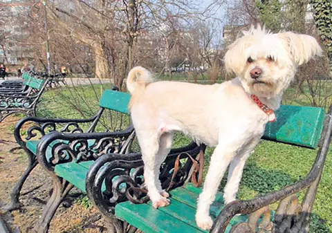 Caz inedit pentru magistraţi! Căţeluşa Bella, miza unui proces la judecătorie