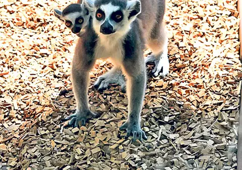 Te provocăm la concurs! Botează-i pe puii de la Zoo cu un nume frumos şi poţi câştiga premii atractive