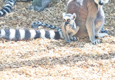 Puiul de lemurian, vedeta de la Zoo Băneasa | FOTO