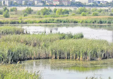 Delta Bucureştiului, parc protejat | foto