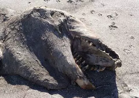 MISTERUL "animalului preistoric" descoperit pe plaja | VIDEO