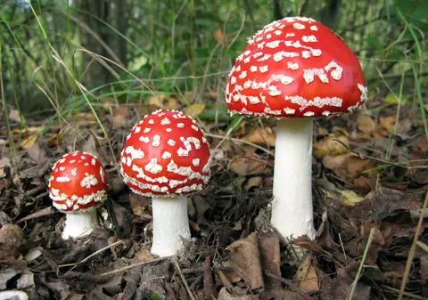 Atentie la ciuperci! Pot fi otrăvitoare