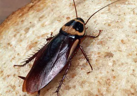 TE ŢINE STOMACUL? Specialiştii ne îndeamnă: Mâncaţi insecte!