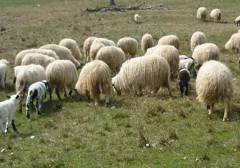 70 de oi blocate pe o insulă în râul Suceava, salvate de pompieri