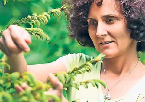 3 plante care te scapă de durere! Află cu ce remedii naturiste poţi înlocui medicamentele analgezice