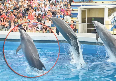 Delfinii s-au mutat în aer liber