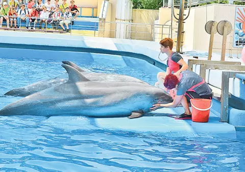 Alintate ca să nu simtă lipsa lui Pei Pei