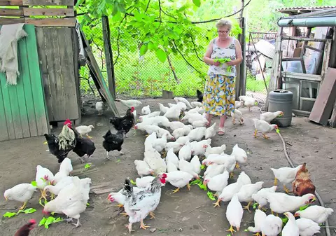 Fermierii din ţară sunt nemulţumiţi de taxele pe animale: «O să mai tăiem din ele, maică!»