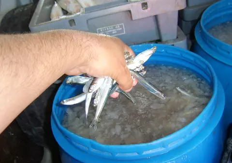 Braconieri prinşi cu sute de kilograme de peşte în dubă