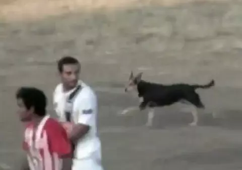 IMAGINI ȘOCANTE! Un fotbalist a primit cartonaș roșu pentru că a agresat un câine pe teren! VIDEO