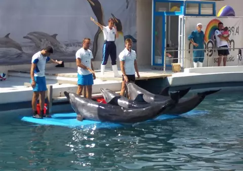 VESTEA CARE VA ÎNTRISTA MILIOANE DE COPII. A murit DELFINUL PEI PEI