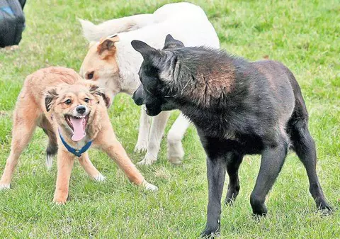 Câinii din sectorul 2 vor fi sterilizaţi gratuit  