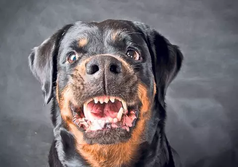 Familie atacată de 2 rottweileri! O fetiță de 2 ani a ajuns la spital 