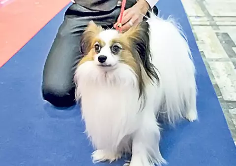 4 din 10 orăşeni au acasă un animal de companie! Câinii, pe primul loc