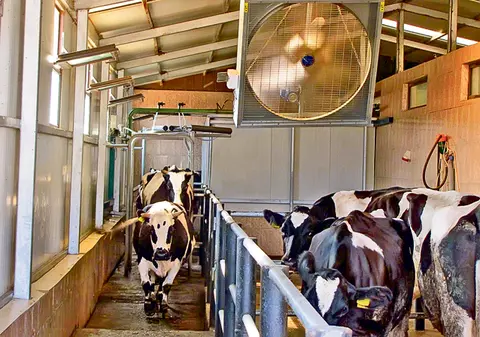 Muuultă răcoare! Fiecare se apără cum poate de caniculă