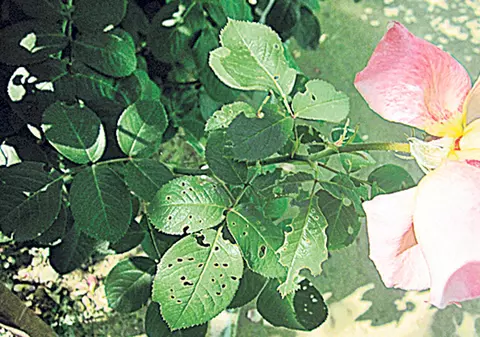 Specialiştii avertizează: Omizile atacă trandafirii!