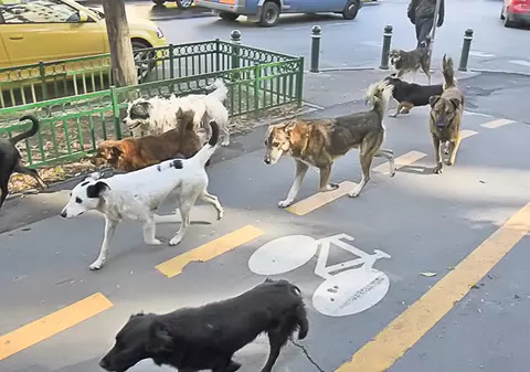 Îngrijorător! Avem 64.704 maidanezi în Capitală! Potrivit autorităţilor, în doar un an, numărul oficial al maidanezilor a crescut cu aproape 10.000