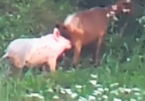 Porcul suge lapte de la capră!