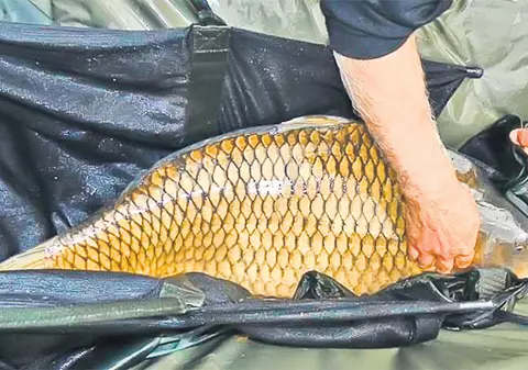 Scandal la un concurs de pescuit | Prinși cu un crap în lada frigorifică