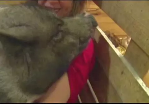 A intrat în Cartea Recordurilor! El este cel mai bătrân porc din lume - VIDEO