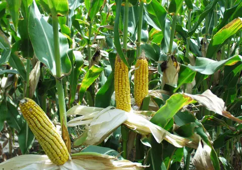 La toamnă românii se vor înfrupta din  7.511,58 tone de porumb mutant
