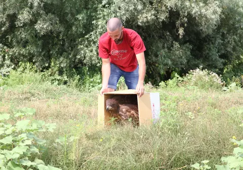 Un vultur rănit, pe cale de dispariţie, a fost salvat şi dus în Sulina