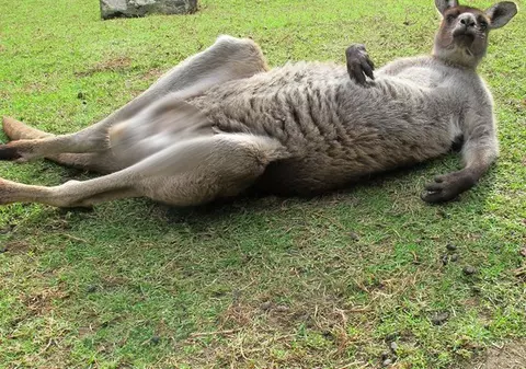 CANGURUL "NESIMŢIT" care a isterizat INTERNETUL! VEZI de ce S-A SCANDALIZAT LUMEA când ANIMALUL s-a CRĂCĂNAT!