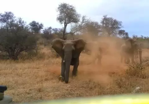 Atacaţi de elefant! Clipe de groază pentru un grup de turişti - VIDEO