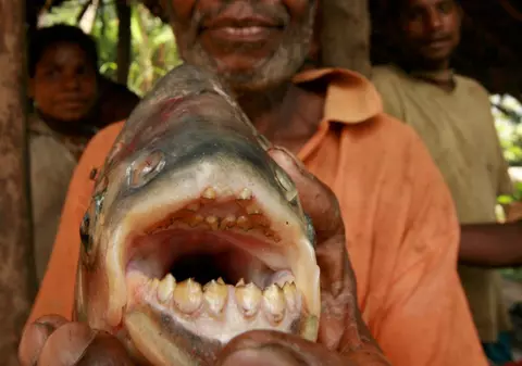 ALERTĂ în Franţa! Pacu, peştele care ATACĂ TESTICULELE BĂRBAŢILOR, descoperit în Sena!