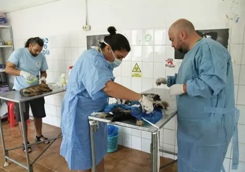 HOTĂRÂRE SCANDALOASĂ a ASPA! Este INCREDIBIL ce le-a cerut să facă medicilor de la VIER PFOTEN