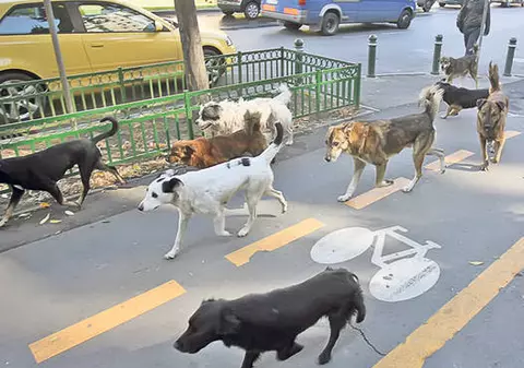 MAIDANEZII ATACĂ IAR! Un alt băieţel a fost muşcat de faţă şi cap