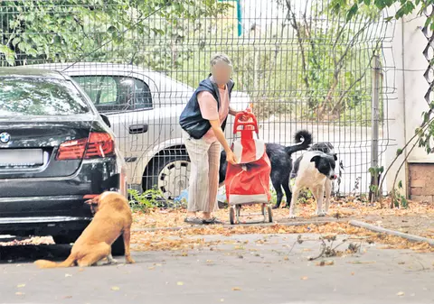 Maidanezii din "parcul groazei" sunt hrăniţi zilnic! FOTO