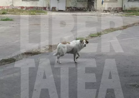 Primăriile şi Consiliile Locale, vinovate dacă maidanezii atacă oameni! O decizie judecătorească spune asta!