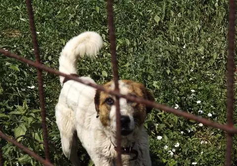 ÎNCĂ UN COPIL atacat de maidanezi