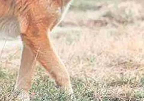 Imaginile care te vor bântui! Cum arată chistul hidatic, una dintre cele mai grave boli transmise de maidanezi – VIDEO ŞOCANT