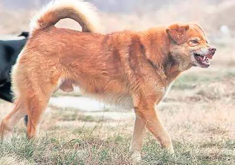 CÂINE ÎMPUŞCAT ÎN PLINĂ STRADĂ, după ce a muşcat o fetiţă