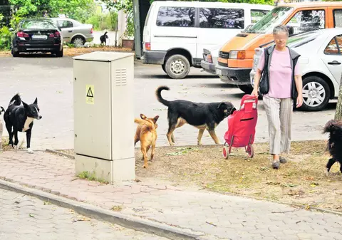 Riscă 5 ani de închisoare după ce maidanezul pe care îl adoptase a muşcat un bărbat