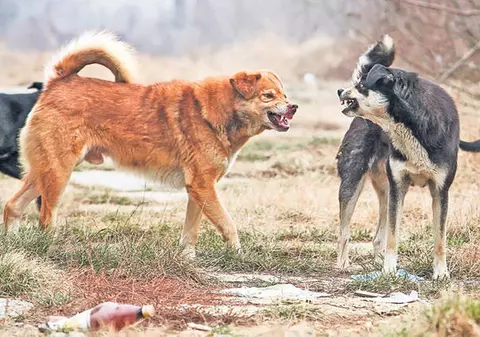 SONDAJ - Sunteţi de acord?  Legea maidanezilor este constituţională! CCR permite eutanasierea câinilor