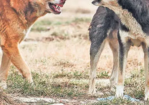Legea maidanezilor, contestată la Curtea Constituţională 