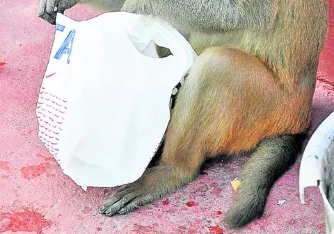 Indienii fac bani cu maimuţe dresate