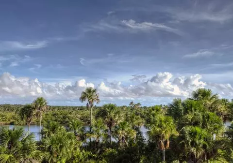 Sute de miliarde de arbori formează pădurea amazoniană. CIFRA EXACTĂ TE VA MARCA PE VIAŢĂ