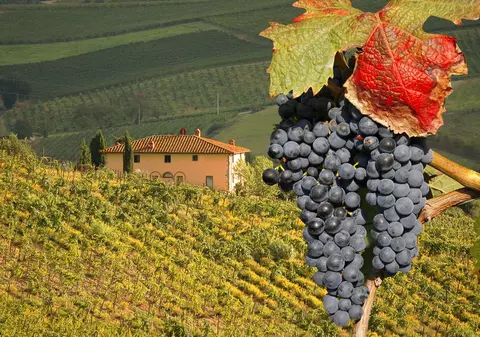 Vinurile Toscanei